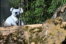 01 ZooDuisburg 2025-02-25 04  Zoo und WDR - Der Besuch vom Duisburger Zoo ist für uns schon ein muss. Seit Jahren ziert schon ein Zootier den Kinderprinzen-Pin, wie auch den Orden. In diesem Jahr ist es ja der Seehund. Es gab aber noch Koala und Delphin zu sehen. Und danach besuchten wir den WDR in Duisburg in der Lokalzeit Redaktion und dem Studio im Innenhafen. : DVPJ, Holger II, Kinderprinz Phil II., Prinzessin, Mia I., Prinzessin Mia I., HDK, Duisburg, Karneval, Helau, Tollität, Event, Session 2024, Session 2025, Hauptausschuss, Gemeinschaft, Hauptausschuss Karneval Duisburg, Duisburg ist echt