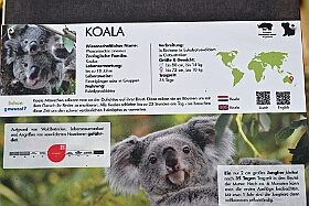 01 ZooDuisburg 2025-02-25 05  Zoo und WDR - Der Besuch vom Duisburger Zoo ist für uns schon ein muss. Seit Jahren ziert schon ein Zootier den Kinderprinzen-Pin, wie auch den Orden. In diesem Jahr ist es ja der Seehund. Es gab aber noch Koala und Delphin zu sehen. Und danach besuchten wir den WDR in Duisburg in der Lokalzeit Redaktion und dem Studio im Innenhafen. : DVPJ, Holger II, Kinderprinz Phil II., Prinzessin, Mia I., Prinzessin Mia I., HDK, Duisburg, Karneval, Helau, Tollität, Event, Session 2024, Session 2025, Hauptausschuss, Gemeinschaft, Hauptausschuss Karneval Duisburg, Duisburg ist echt