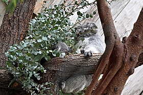 01 ZooDuisburg 2025-02-25 09  Zoo und WDR - Der Besuch vom Duisburger Zoo ist für uns schon ein muss. Seit Jahren ziert schon ein Zootier den Kinderprinzen-Pin, wie auch den Orden. In diesem Jahr ist es ja der Seehund. Es gab aber noch Koala und Delphin zu sehen. Und danach besuchten wir den WDR in Duisburg in der Lokalzeit Redaktion und dem Studio im Innenhafen. : DVPJ, Holger II, Kinderprinz Phil II., Prinzessin, Mia I., Prinzessin Mia I., HDK, Duisburg, Karneval, Helau, Tollität, Event, Session 2024, Session 2025, Hauptausschuss, Gemeinschaft, Hauptausschuss Karneval Duisburg, Duisburg ist echt
