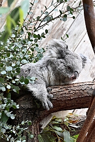 01 ZooDuisburg 2025-02-25 10  Zoo und WDR - Der Besuch vom Duisburger Zoo ist für uns schon ein muss. Seit Jahren ziert schon ein Zootier den Kinderprinzen-Pin, wie auch den Orden. In diesem Jahr ist es ja der Seehund. Es gab aber noch Koala und Delphin zu sehen. Und danach besuchten wir den WDR in Duisburg in der Lokalzeit Redaktion und dem Studio im Innenhafen. : DVPJ, Holger II, Kinderprinz Phil II., Prinzessin, Mia I., Prinzessin Mia I., HDK, Duisburg, Karneval, Helau, Tollität, Event, Session 2024, Session 2025, Hauptausschuss, Gemeinschaft, Hauptausschuss Karneval Duisburg, Duisburg ist echt