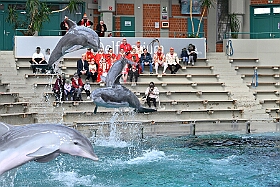 01 ZooDuisburg 2025-02-25 16  Zoo und WDR - Der Besuch vom Duisburger Zoo ist für uns schon ein muss. Seit Jahren ziert schon ein Zootier den Kinderprinzen-Pin, wie auch den Orden. In diesem Jahr ist es ja der Seehund. Es gab aber noch Koala und Delphin zu sehen. Und danach besuchten wir den WDR in Duisburg in der Lokalzeit Redaktion und dem Studio im Innenhafen. : DVPJ, Holger II, Kinderprinz Phil II., Prinzessin, Mia I., Prinzessin Mia I., HDK, Duisburg, Karneval, Helau, Tollität, Event, Session 2024, Session 2025, Hauptausschuss, Gemeinschaft, Hauptausschuss Karneval Duisburg, Duisburg ist echt