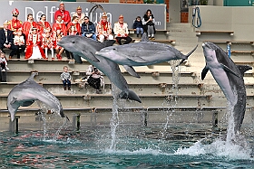 01 ZooDuisburg 2025-02-25 19  Zoo und WDR - Der Besuch vom Duisburger Zoo ist für uns schon ein muss. Seit Jahren ziert schon ein Zootier den Kinderprinzen-Pin, wie auch den Orden. In diesem Jahr ist es ja der Seehund. Es gab aber noch Koala und Delphin zu sehen. Und danach besuchten wir den WDR in Duisburg in der Lokalzeit Redaktion und dem Studio im Innenhafen. : DVPJ, Holger II, Kinderprinz Phil II., Prinzessin, Mia I., Prinzessin Mia I., HDK, Duisburg, Karneval, Helau, Tollität, Event, Session 2024, Session 2025, Hauptausschuss, Gemeinschaft, Hauptausschuss Karneval Duisburg, Duisburg ist echt