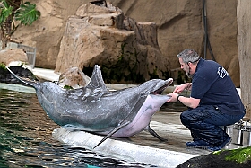 01 ZooDuisburg 2025-02-25 20  Zoo und WDR - Der Besuch vom Duisburger Zoo ist für uns schon ein muss. Seit Jahren ziert schon ein Zootier den Kinderprinzen-Pin, wie auch den Orden. In diesem Jahr ist es ja der Seehund. Es gab aber noch Koala und Delphin zu sehen. Und danach besuchten wir den WDR in Duisburg in der Lokalzeit Redaktion und dem Studio im Innenhafen. : DVPJ, Holger II, Kinderprinz Phil II., Prinzessin, Mia I., Prinzessin Mia I., HDK, Duisburg, Karneval, Helau, Tollität, Event, Session 2024, Session 2025, Hauptausschuss, Gemeinschaft, Hauptausschuss Karneval Duisburg, Duisburg ist echt
