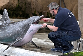 01 ZooDuisburg 2025-02-25 21  Zoo und WDR - Der Besuch vom Duisburger Zoo ist für uns schon ein muss. Seit Jahren ziert schon ein Zootier den Kinderprinzen-Pin, wie auch den Orden. In diesem Jahr ist es ja der Seehund. Es gab aber noch Koala und Delphin zu sehen. Und danach besuchten wir den WDR in Duisburg in der Lokalzeit Redaktion und dem Studio im Innenhafen. : DVPJ, Holger II, Kinderprinz Phil II., Prinzessin, Mia I., Prinzessin Mia I., HDK, Duisburg, Karneval, Helau, Tollität, Event, Session 2024, Session 2025, Hauptausschuss, Gemeinschaft, Hauptausschuss Karneval Duisburg, Duisburg ist echt