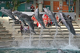 01 ZooDuisburg 2025-02-25 23  Zoo und WDR - Der Besuch vom Duisburger Zoo ist für uns schon ein muss. Seit Jahren ziert schon ein Zootier den Kinderprinzen-Pin, wie auch den Orden. In diesem Jahr ist es ja der Seehund. Es gab aber noch Koala und Delphin zu sehen. Und danach besuchten wir den WDR in Duisburg in der Lokalzeit Redaktion und dem Studio im Innenhafen. : DVPJ, Holger II, Kinderprinz Phil II., Prinzessin, Mia I., Prinzessin Mia I., HDK, Duisburg, Karneval, Helau, Tollität, Event, Session 2024, Session 2025, Hauptausschuss, Gemeinschaft, Hauptausschuss Karneval Duisburg, Duisburg ist echt