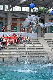 01 ZooDuisburg 2025-02-25 25  Zoo und WDR - Der Besuch vom Duisburger Zoo ist für uns schon ein muss. Seit Jahren ziert schon ein Zootier den Kinderprinzen-Pin, wie auch den Orden. In diesem Jahr ist es ja der Seehund. Es gab aber noch Koala und Delphin zu sehen. Und danach besuchten wir den WDR in Duisburg in der Lokalzeit Redaktion und dem Studio im Innenhafen. : DVPJ, Holger II, Kinderprinz Phil II., Prinzessin, Mia I., Prinzessin Mia I., HDK, Duisburg, Karneval, Helau, Tollität, Event, Session 2024, Session 2025, Hauptausschuss, Gemeinschaft, Hauptausschuss Karneval Duisburg, Duisburg ist echt