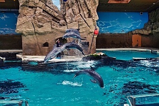 Zoo Duisburg 2026-01-29 18  Im Duisburger ZOO - Der Zoobesuch ist eine schöne Tradition für die amtierenden Tollität der Stadt, schließlich ziert ja auch ein Tier unseren Orden. Diesmal  besuchten wir Kamel, Koala, Delphin und Co. : DVPJ, Holger II, Kinderprinz Phil II., Prinzessin, Mia I., Prinzessin Mia I., HDK, Duisburg, Karneval, Helau, Tollität, Event, Session 2024, Session 2025, Hauptausschuss, Gemeinschaft, Hauptausschuss Karneval Duisburg, Duisburg ist echt