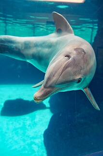Zoo Duisburg 2026-01-29 24  Im Duisburger ZOO - Der Zoobesuch ist eine schöne Tradition für die amtierenden Tollität der Stadt, schließlich ziert ja auch ein Tier unseren Orden. Diesmal  besuchten wir Kamel, Koala, Delphin und Co. : DVPJ, Holger II, Kinderprinz Phil II., Prinzessin, Mia I., Prinzessin Mia I., HDK, Duisburg, Karneval, Helau, Tollität, Event, Session 2024, Session 2025, Hauptausschuss, Gemeinschaft, Hauptausschuss Karneval Duisburg, Duisburg ist echt
